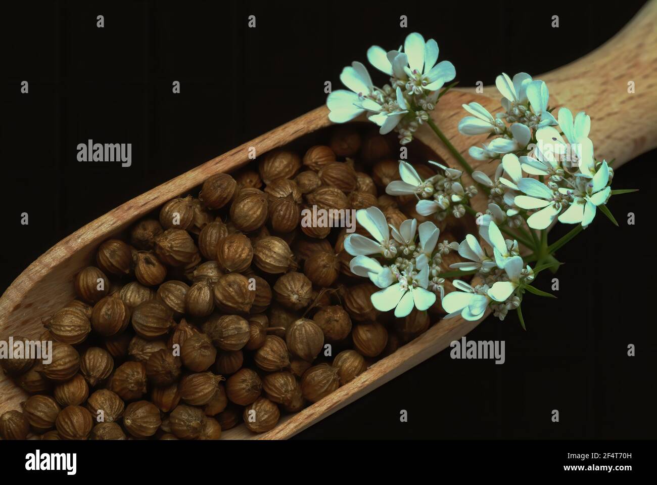 Coriander, Coriandrum sativum, especie vegetal de la familia