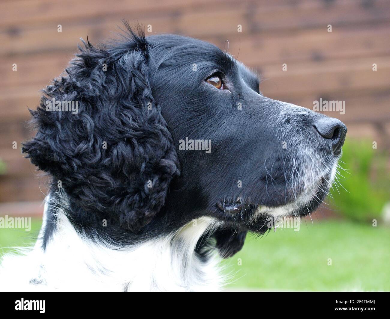 Un hermoso tiro de cabeza de Spaniel en blanco y negro. Foto de stock