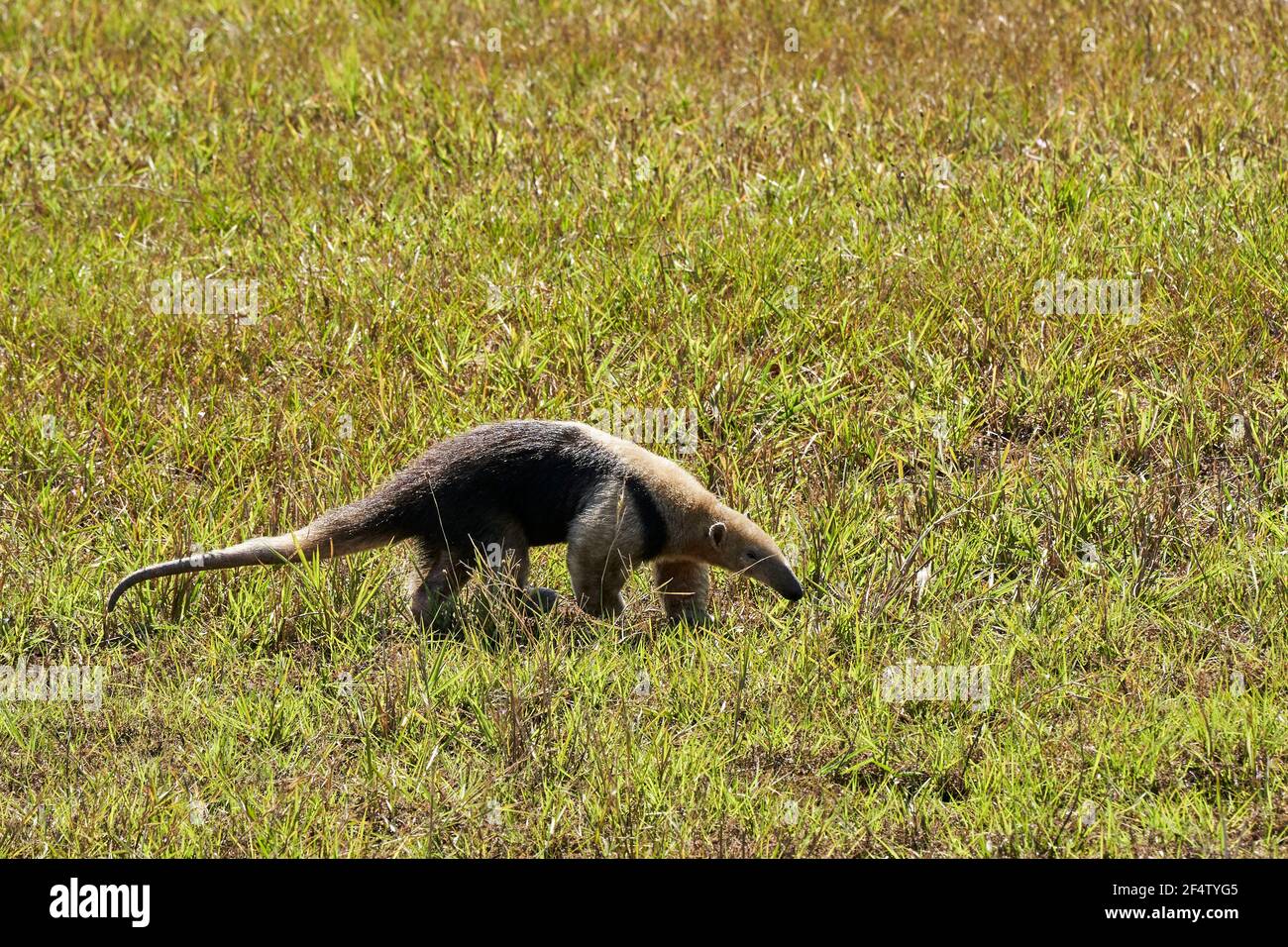tamandua meridional, Tamandua tetradactyla, también anteruador o anteruador menor, es una especie de anteruador de América del Sur, forrajeando en un prado Foto de stock