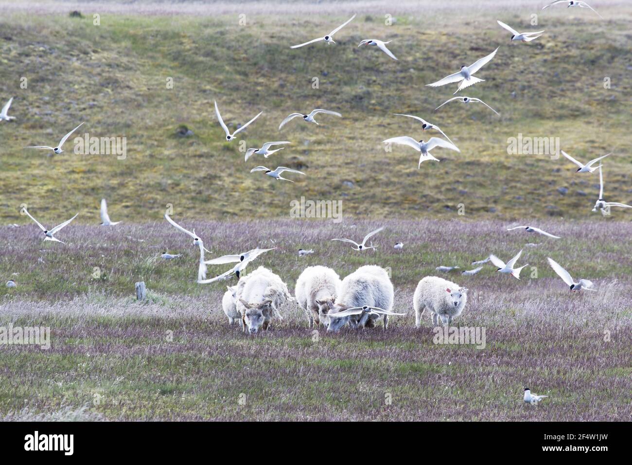 Ártico Tern - atacar a las ovejas en los lugares de anidaciónSterna paradisaea Islandia BI026600 Foto de stock