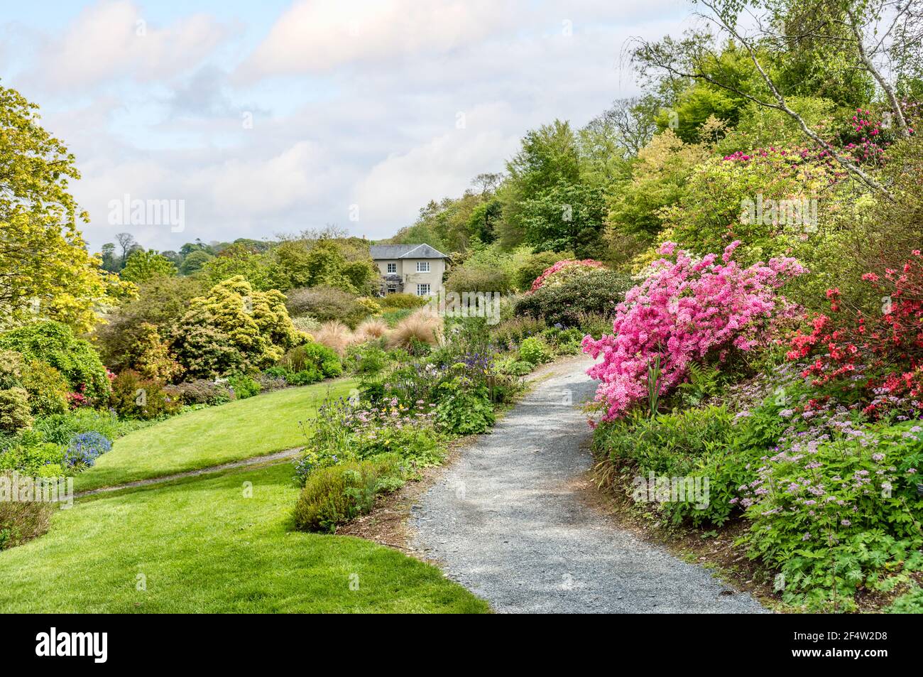 Camino del jardín con arbustos de flores de primavera en la 'The Garden House', Yelverton, Devon, Inglaterra Foto de stock