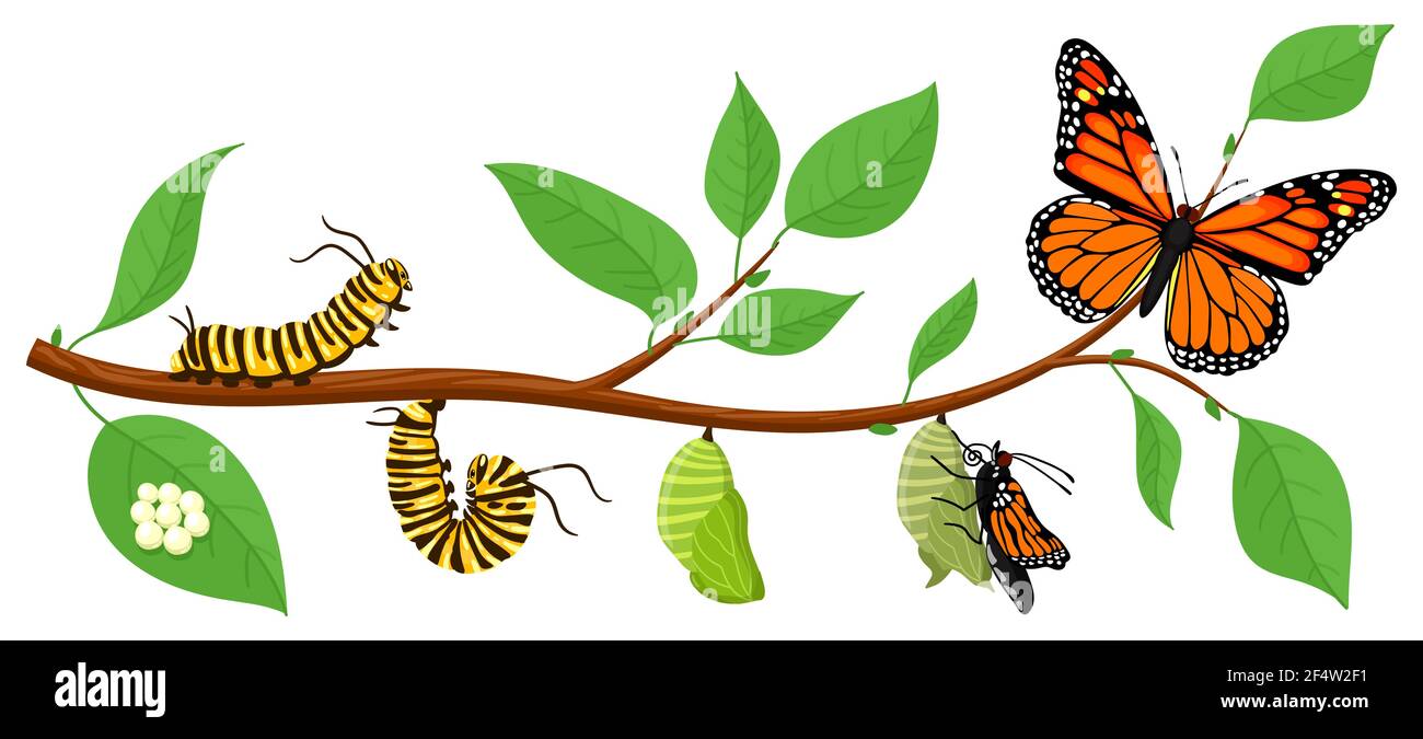 Ciclo de vida de la mariposa. Dibujos animados catercolumpios insectos  metamorfosis, huevos, larva, pupa, imago etapas vector ilustración.  Insectos transformación de la vida silvestre Imagen Vector de stock - Alamy
