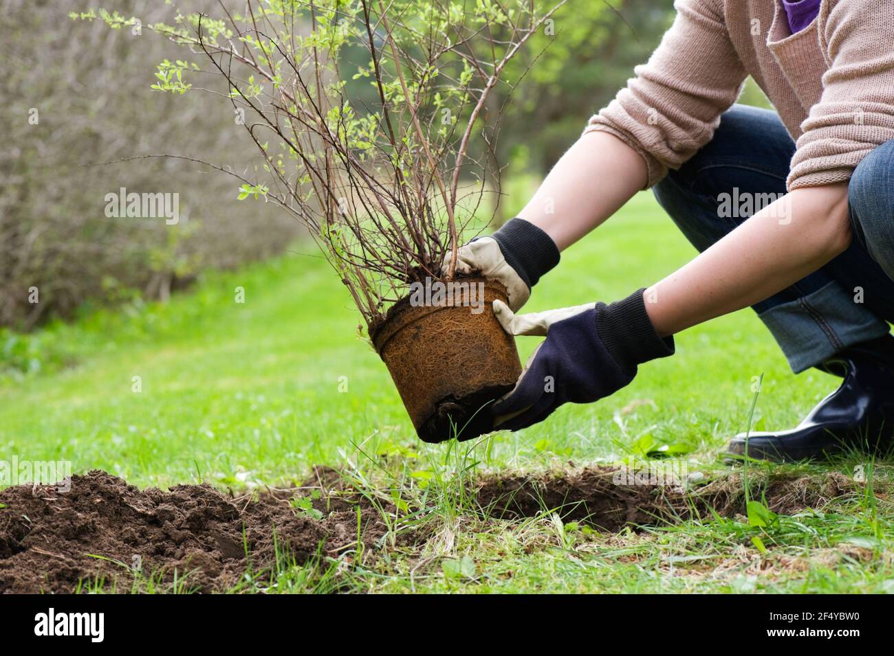 Plantar un arbusto en primavera. Foto de stock