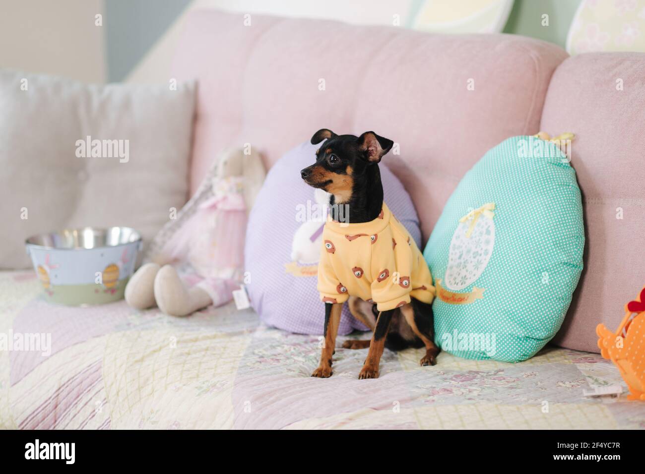 Una linda mascota pequeña en casa en el sofá. Perro en suéter amarillo.  Almohada en forma de huevo. Semana Santa Fotografía de stock - Alamy