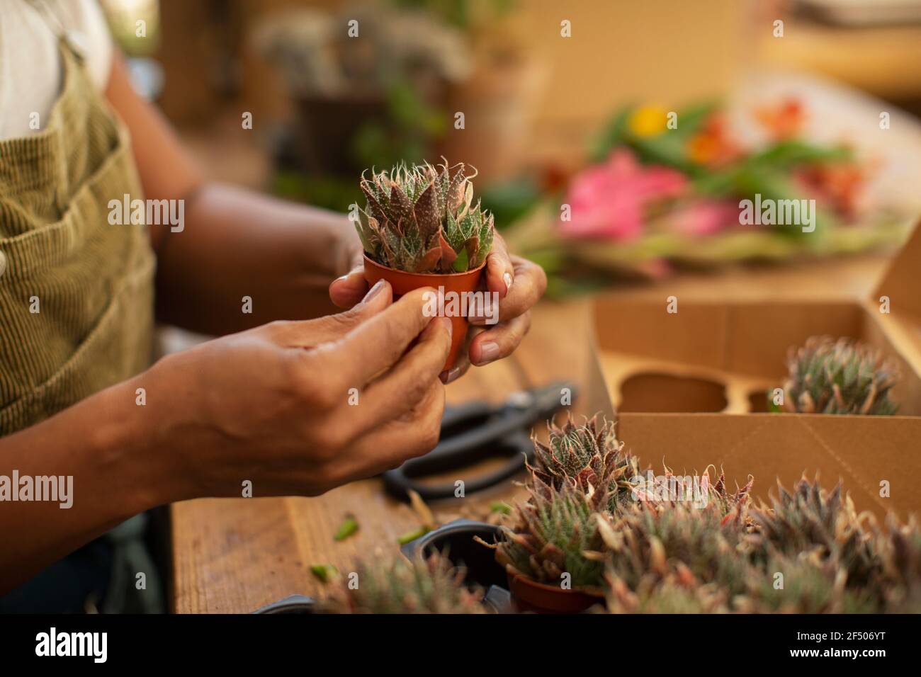 Mujer de cerca sosteniendo planta pequeña suculenta en la tienda Foto de stock