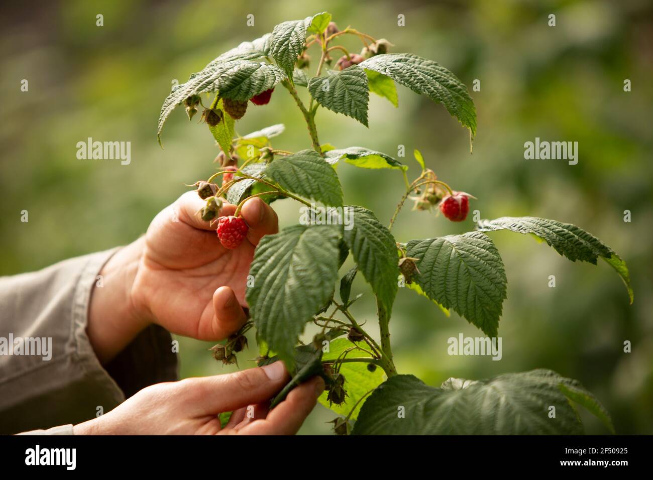 Cerca de las manos inspeccionando la planta de frambuesa en el jardín Foto de stock