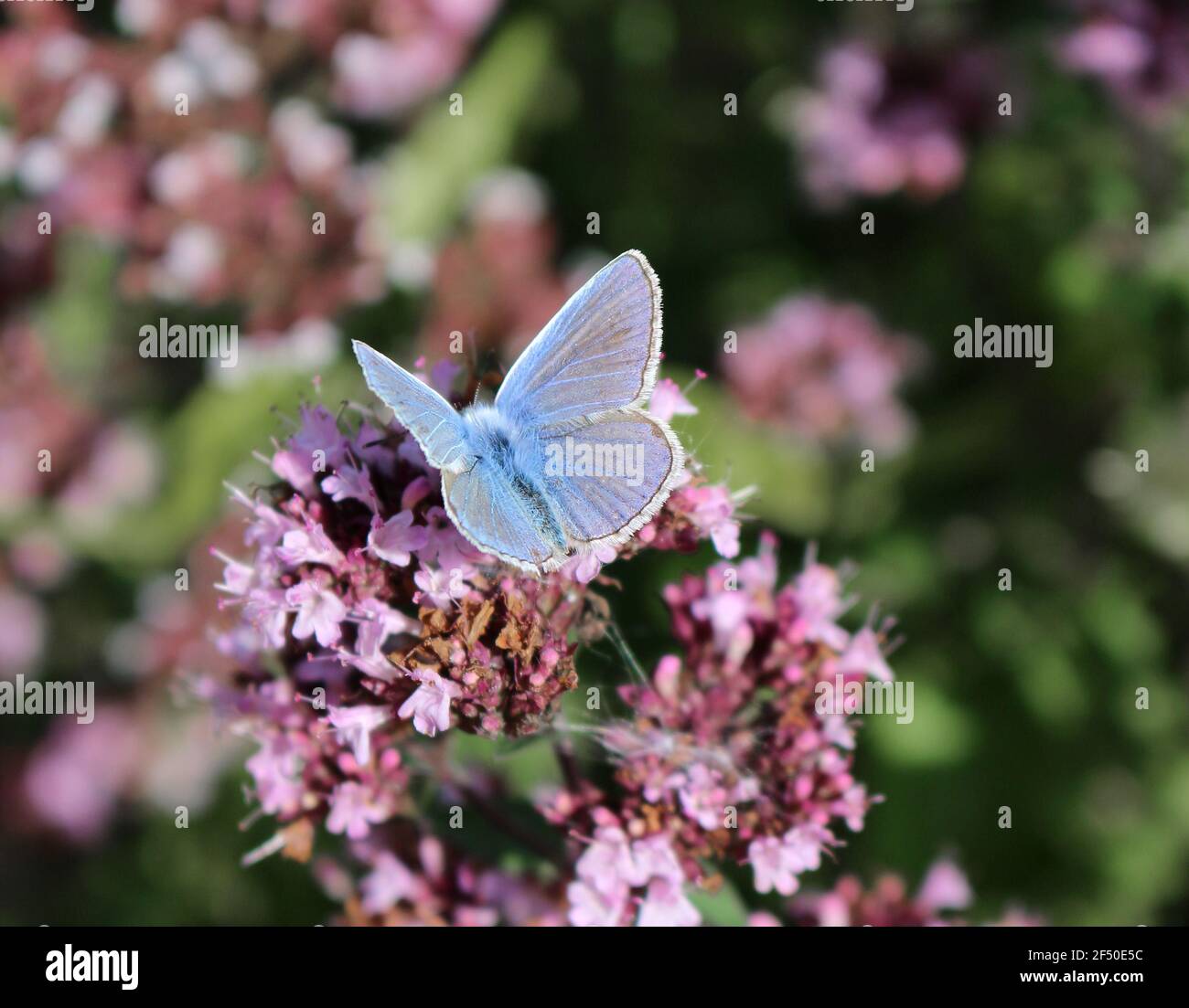 Una mariposa azul común masculina, Polyommatus icaro Foto de stock