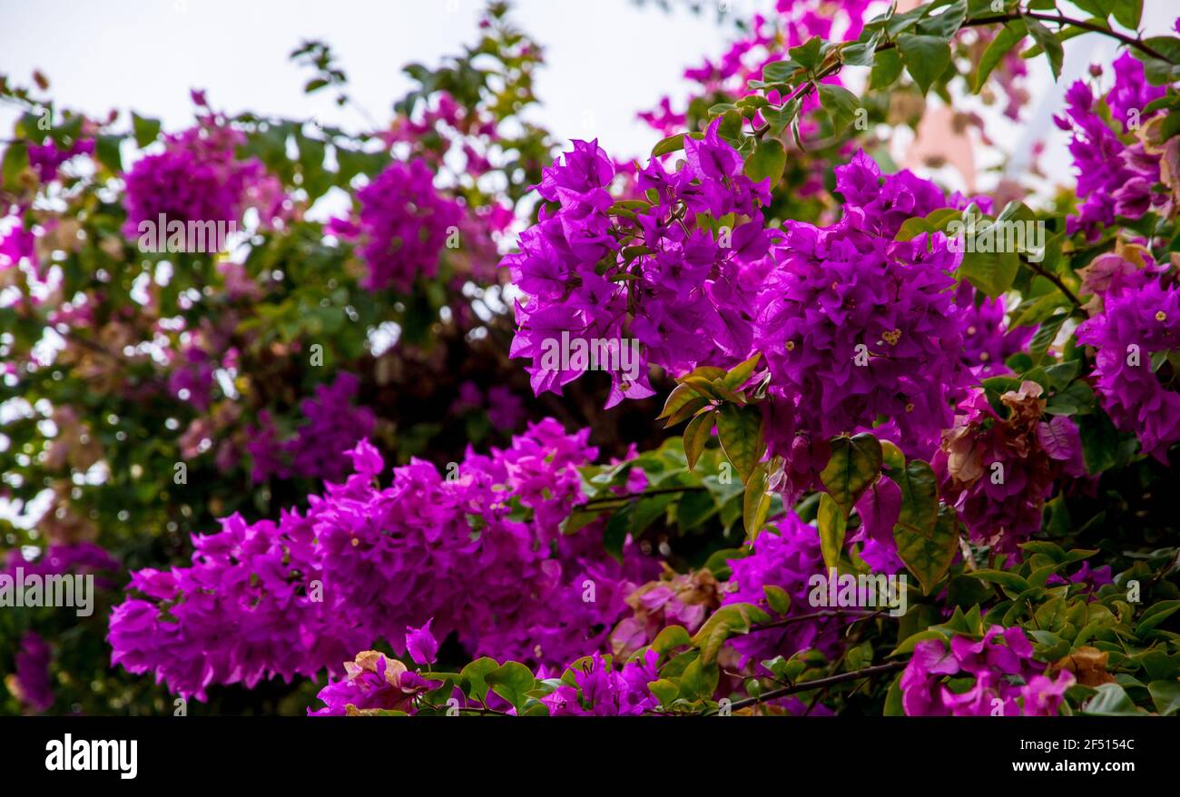 Detalle de un grupo de flores púrpura y hojas verdes en un día soleado Foto de stock