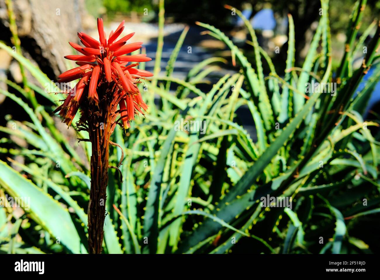 Planta de aloe vera en flor bajo la luz del sol aloe arborescens flor, koe de krantz en flor o