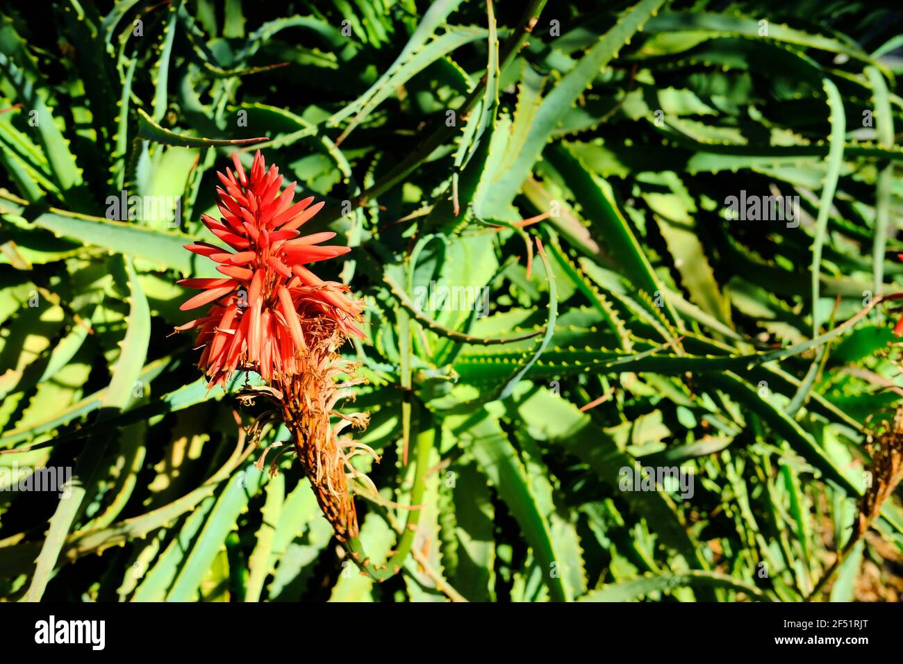 Planta de aloe vera en flor bajo la luz del sol aloe arborescens flor, koe de krantz en flor o