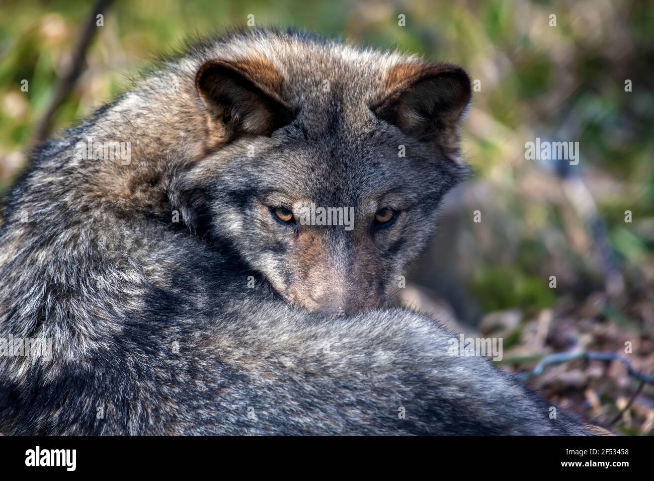 Lobo en el bosque de cerca. Escena de vida silvestre de la naturaleza invernal. Animales salvajes en el hábitat natural Foto de stock