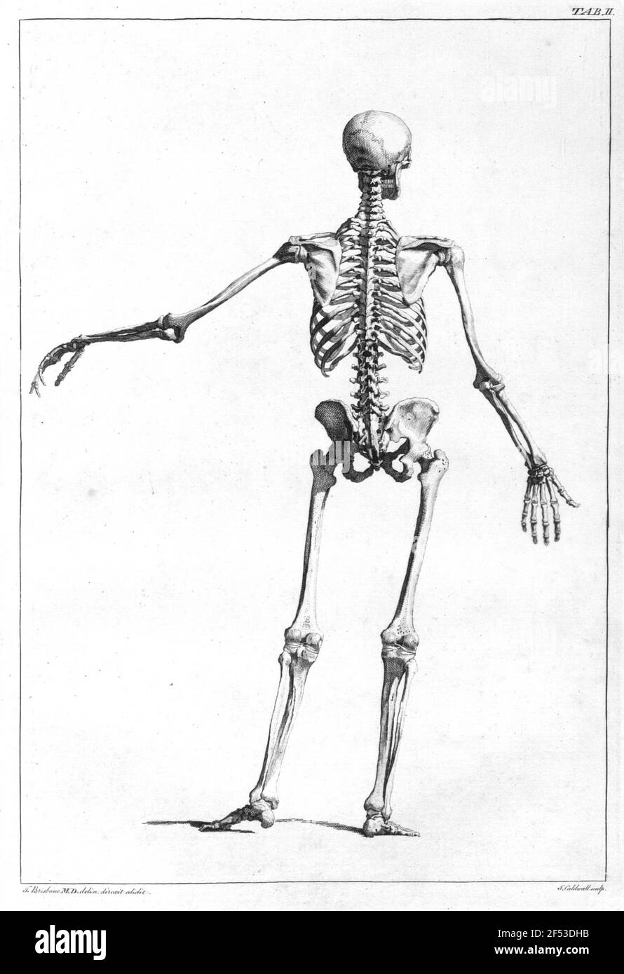 Esqueleto del hombre (dorsal Fotografía de stock - Alamy