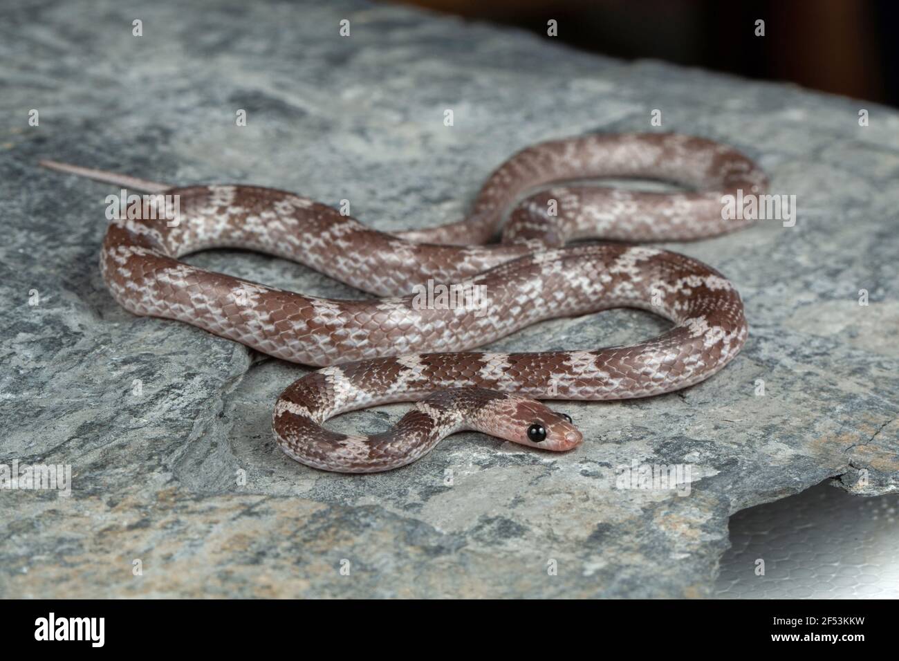 La serpiente de lobo deccan, Lycodon deccanensis es una especie de serpiente de culebra nocturna no venomosa endémica del sur de la India Foto de stock
