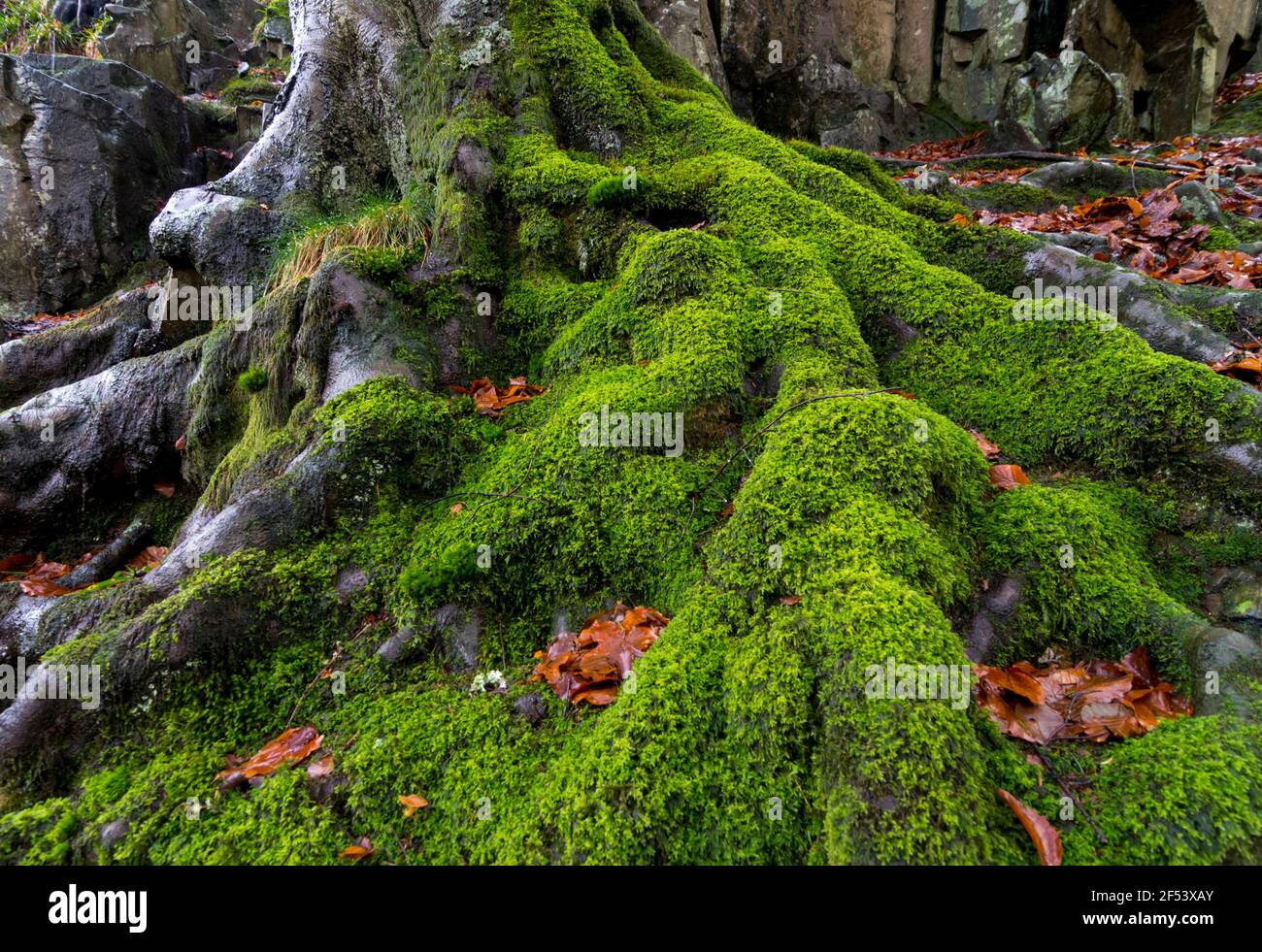 Moss cubrió las raíces de los árboles en invierno, Upper Teesdale, County Durham, Reino Unido Foto de stock