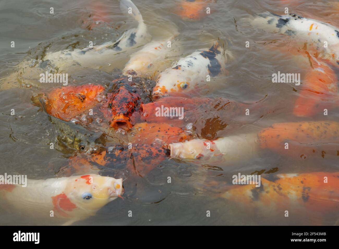 Alimentación de la carpa de Koi en el surfaceProvincia de Sichuan China FI000032 Foto de stock
