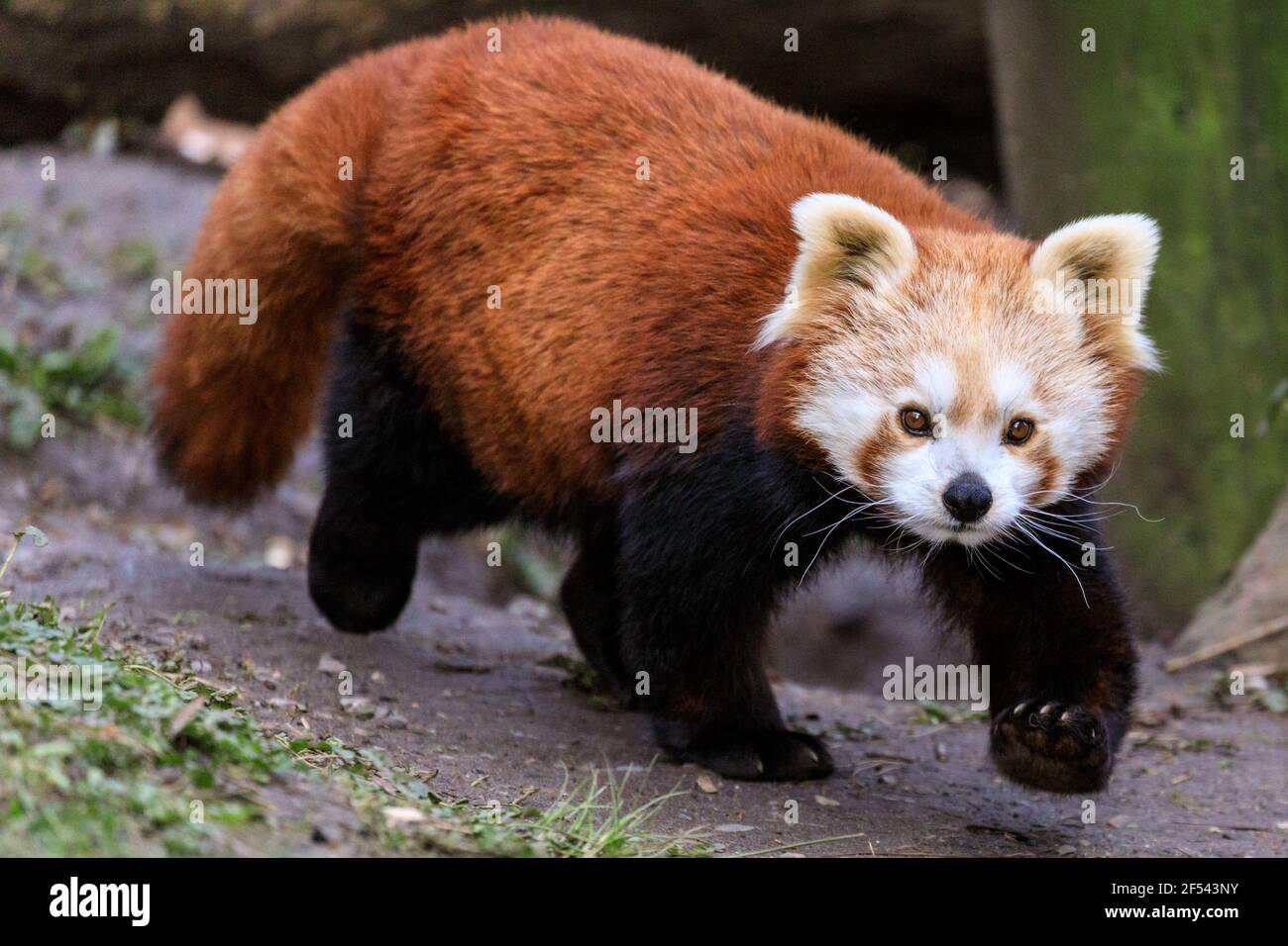 Panda roja (Ailurus fulgens) de cerca todo el cuerpo, caminar, exterior, parque zoológico Foto de stock