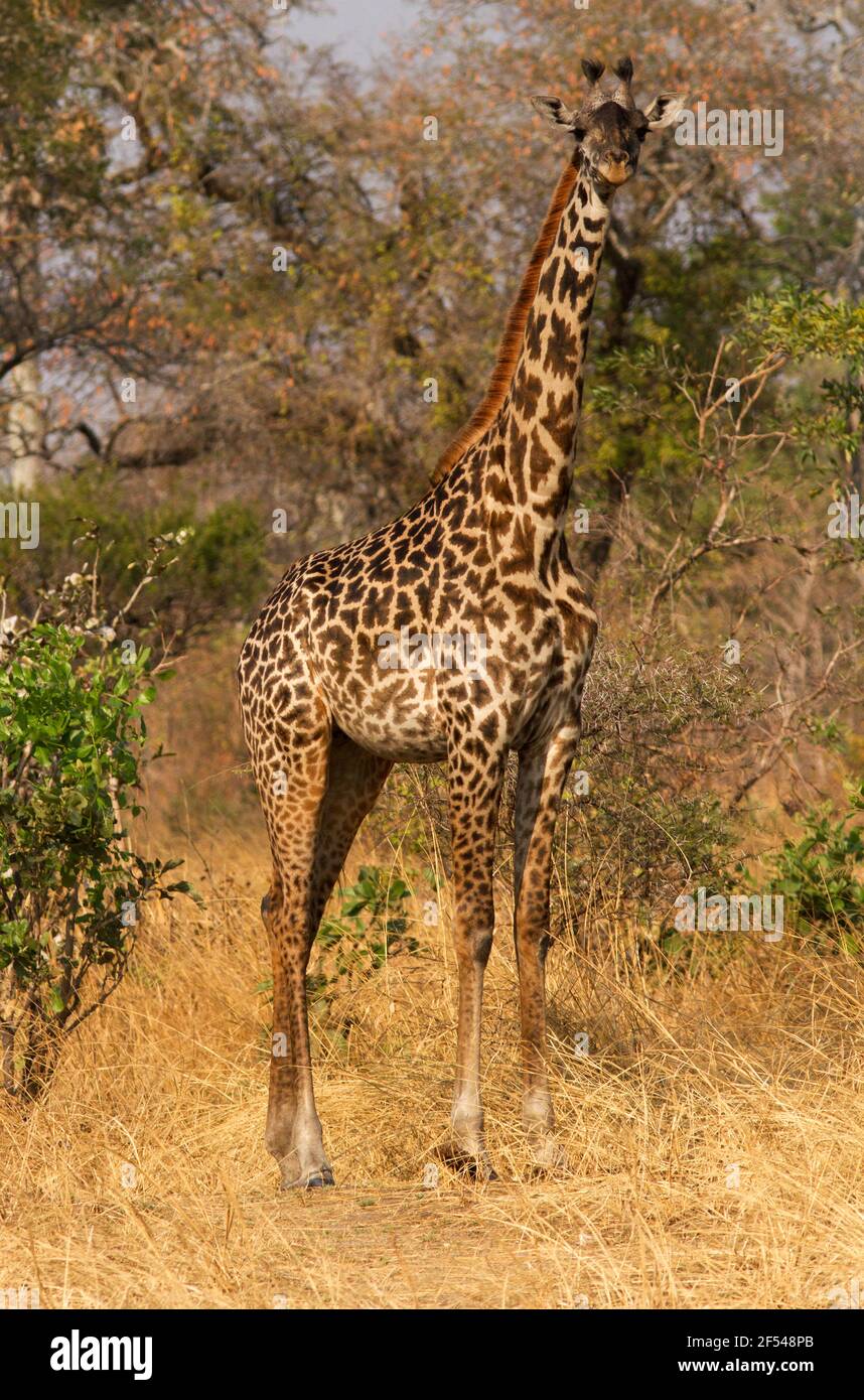 Una mujer Masai Giraffe mira la cámara. El animal vivo más alto, la jirafa tiene excelentes sentidos de la vista y el olor y advierte a los demás Foto de stock