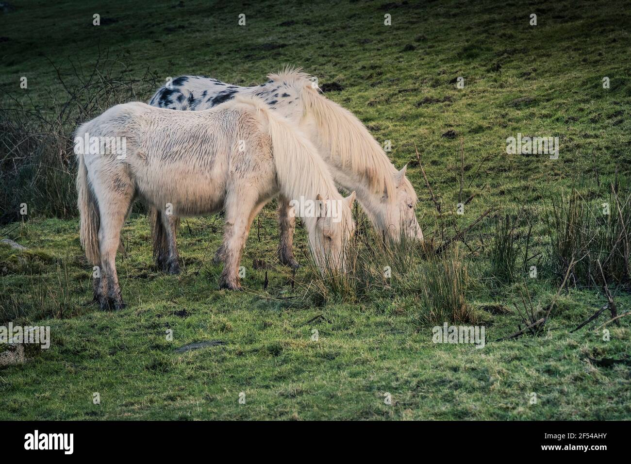 Icónico Bodmin Ponies pastando en Bodmin Moor en Cornwall. Foto de stock