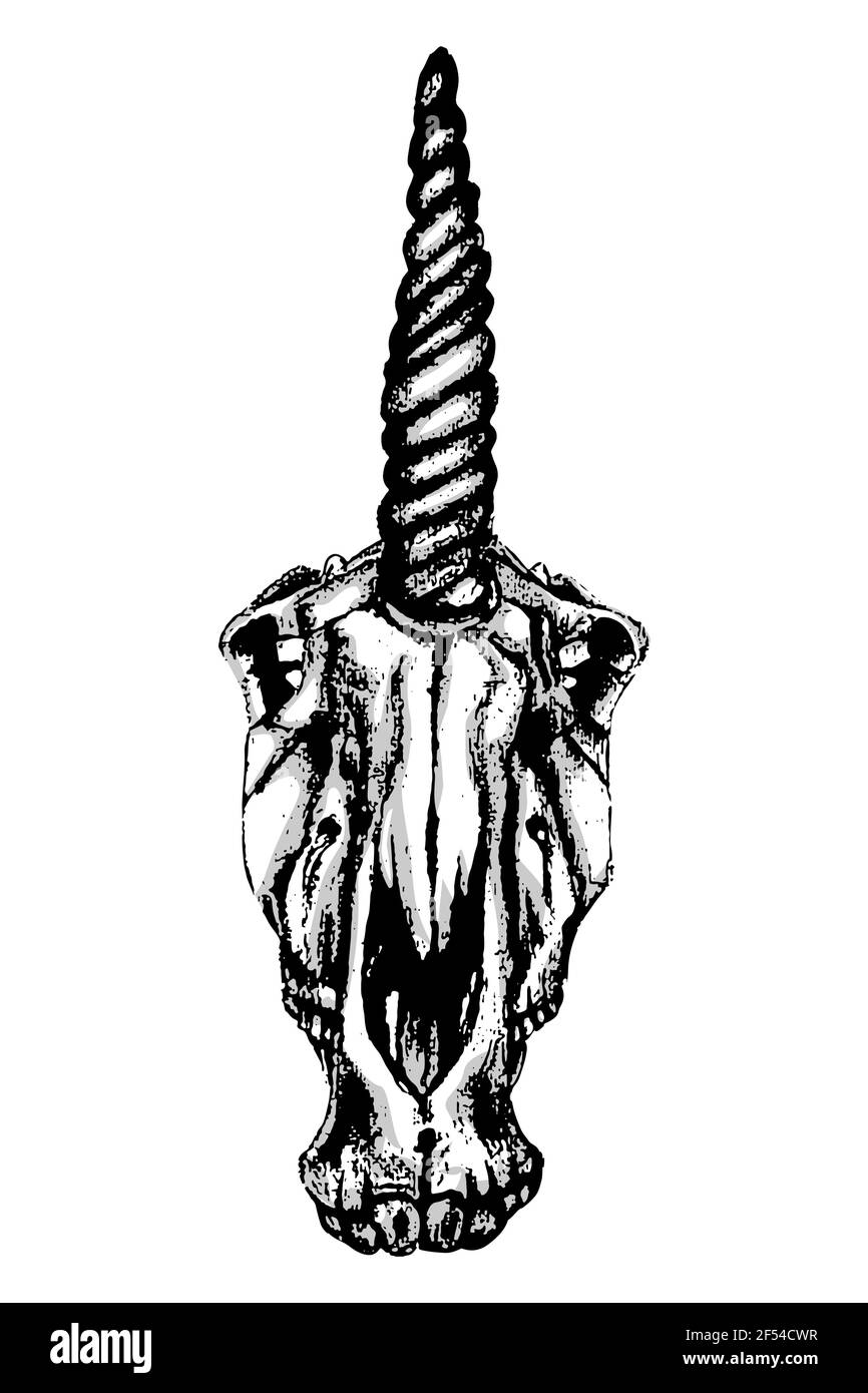 ilustración vectorial de un cráneo blanco y negro dibujado a mano unicornio sobre fondo blanco Ilustración del Vector
