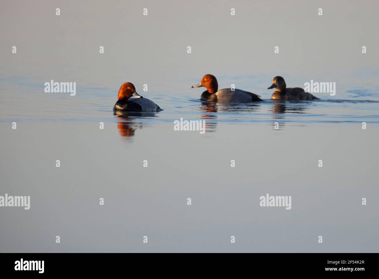 Tres patos de cabeza roja nadando en aguas tranquilas. Foto de stock