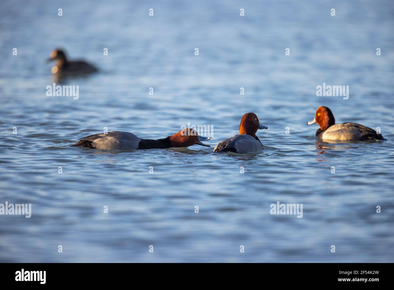 Grupo de patos de cabeza roja nadando en un lago. Foto de stock