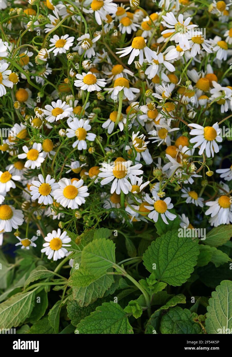 Primer plano de fondo de flores de margarita camomila blanca fresca en el jardín, vista de gran ángulo Foto de stock