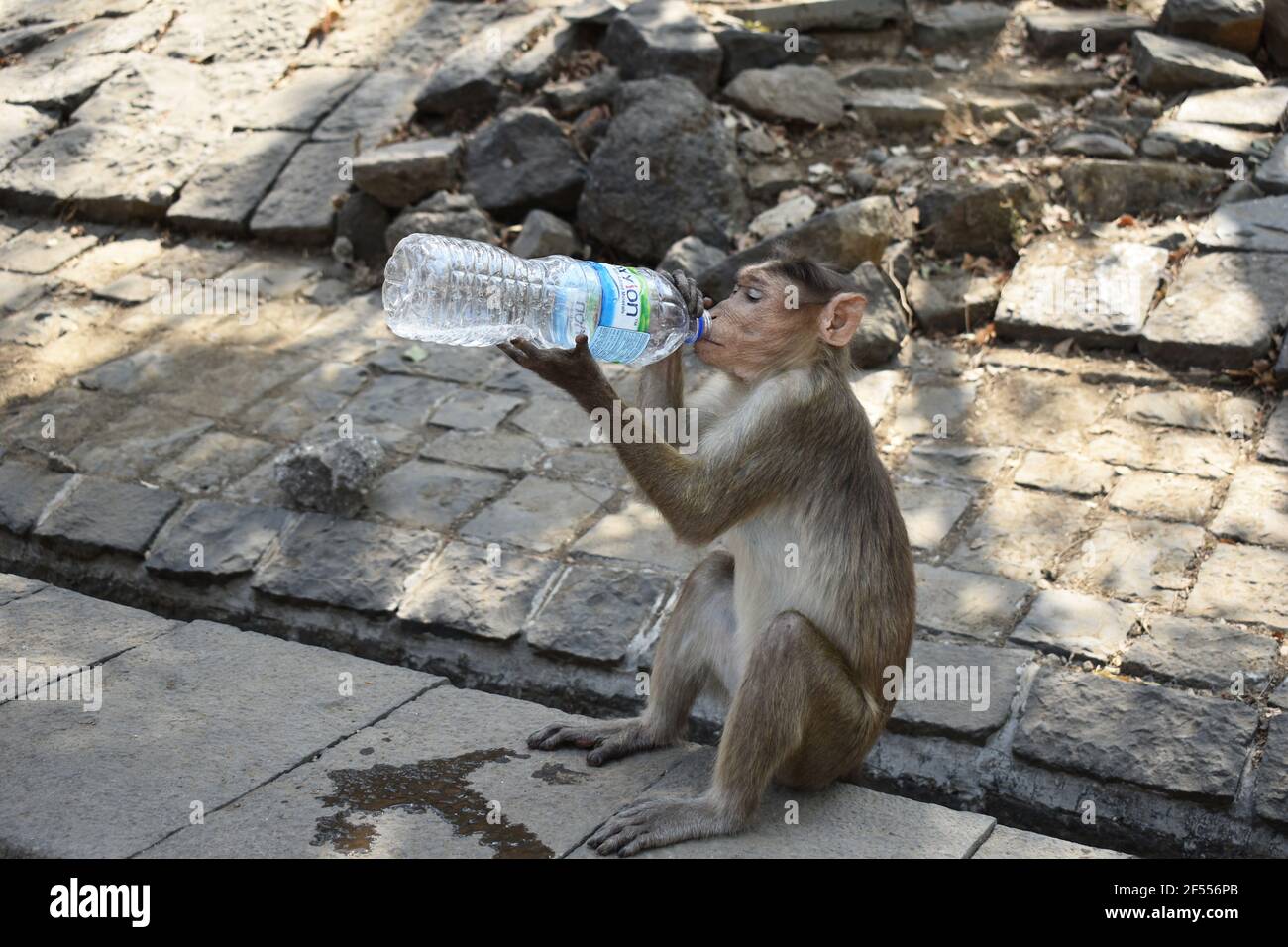 Macaco de Bonnet sediento agua potable de una botella, Cuevas Elephanta, en la Isla Elephanta o Gharapuri, Mumbai, Maharashtra, India Foto de stock