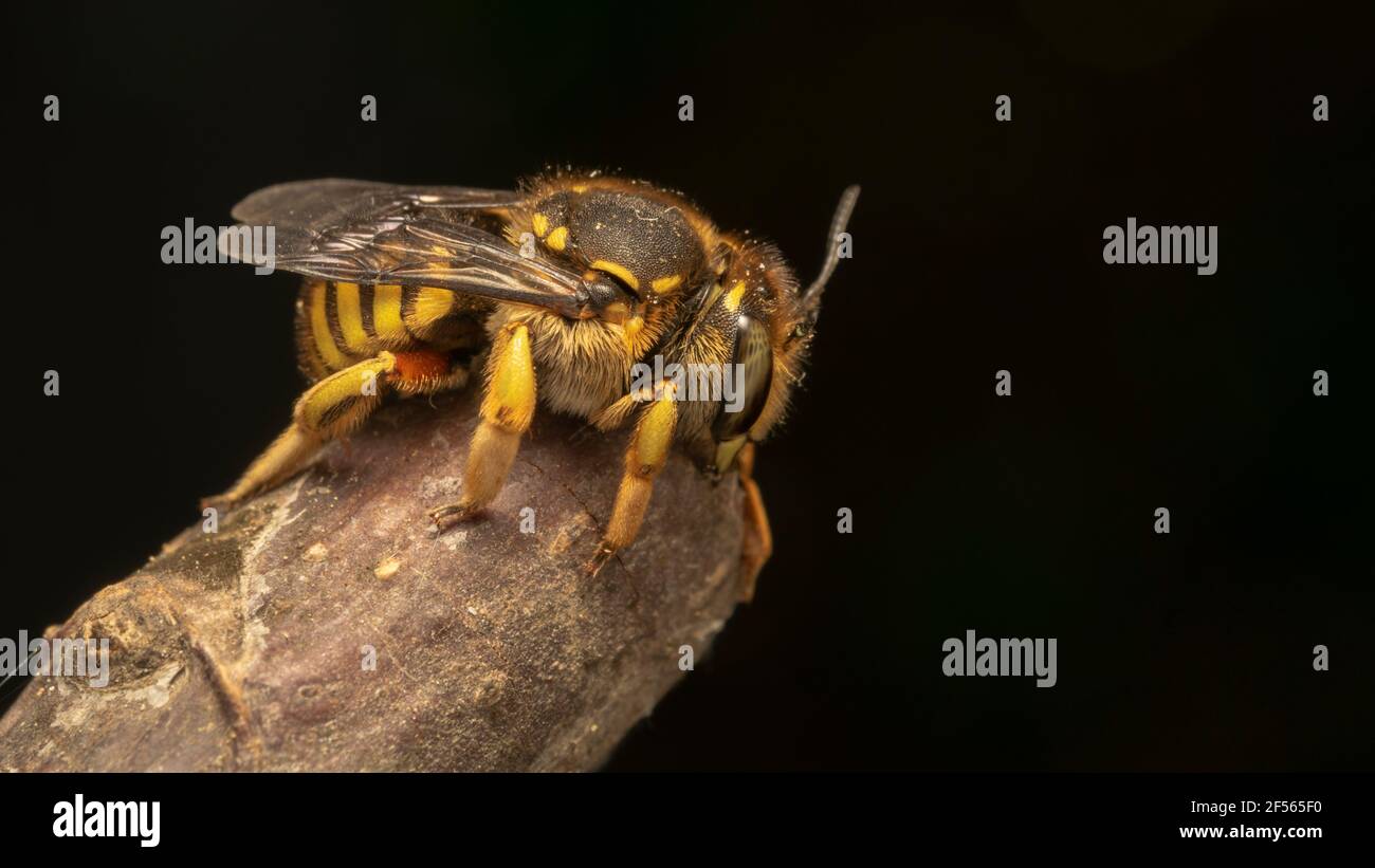 Abeja europea de lana (lat. Anthidium florentinum), es una especie de abeja perteneciente a la familia Megachilidae Foto de stock