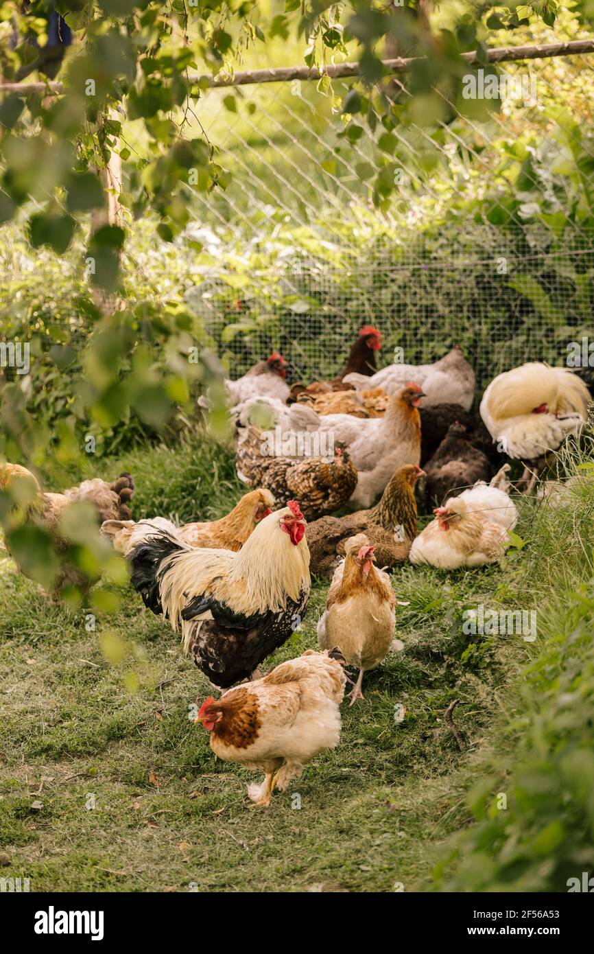 Rebaño de gallos y gallinas en la granja de aves de corral Foto de stock