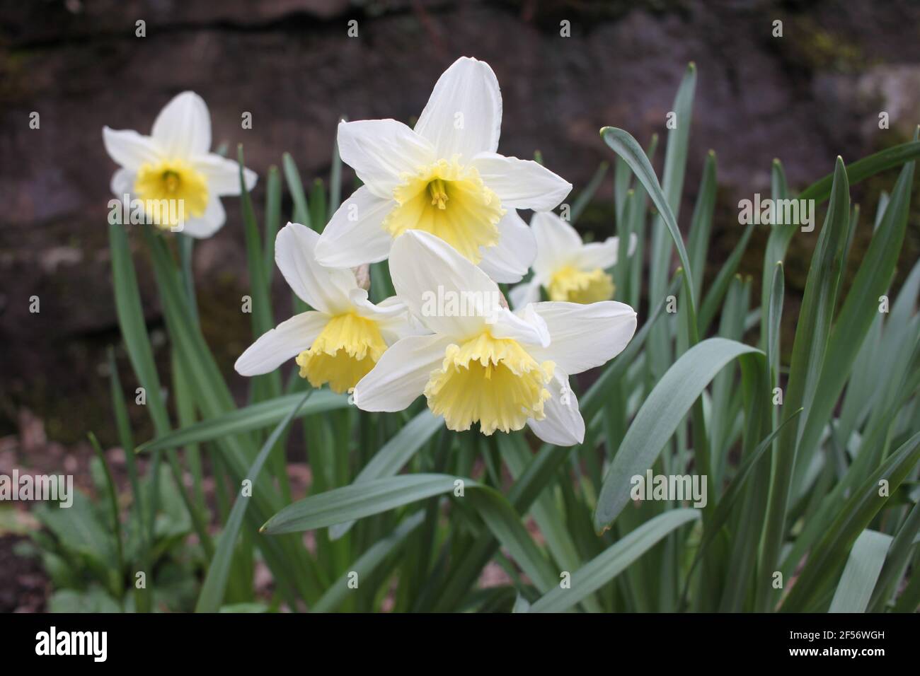 Jardines de paredes de piedra, narcisos floreciendo en un jardín suburbano. Narcisos en forma de trompeta blanca con hermosos centros de color amarillo pálido. Flores de primavera Foto de stock