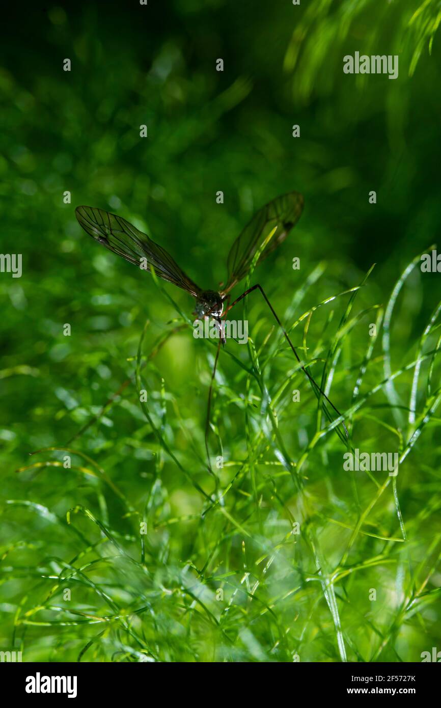 gran mosquito sobre verde background.insect encaramado sobre plantas verdes, fotografía macro con orientación vertical Foto de stock