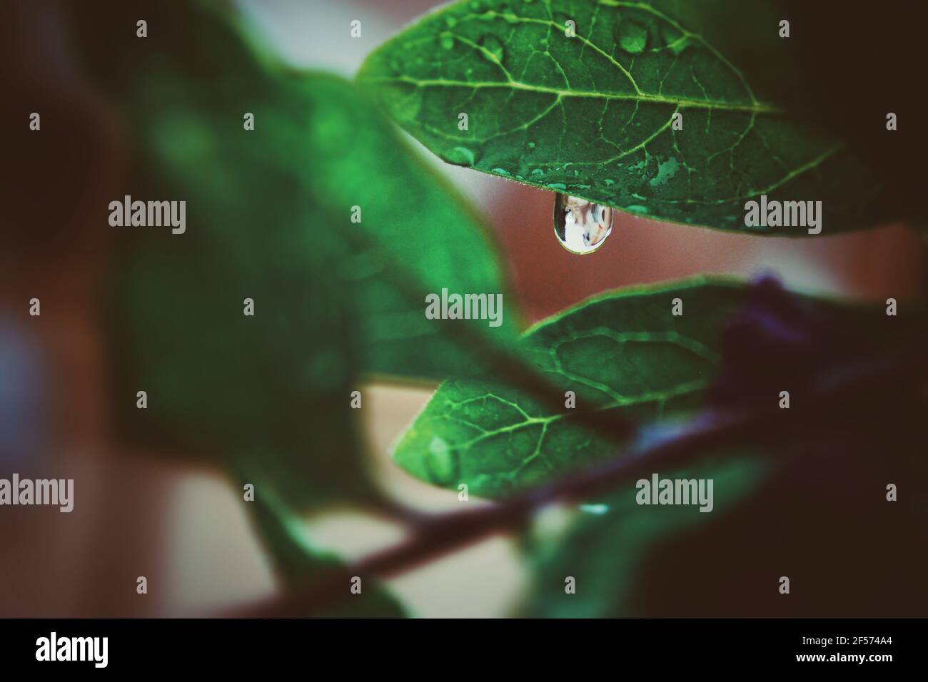 Gota de lluvia en las hojas fotografías e imágenes de alta resolución Alamy