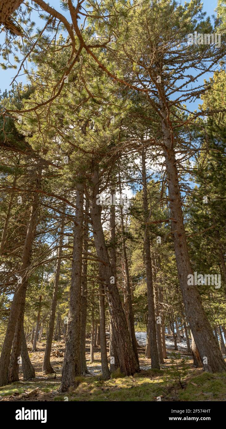 Verde y exuberante bosque de pinos en el Pirineo Catalán de Andorra la ...