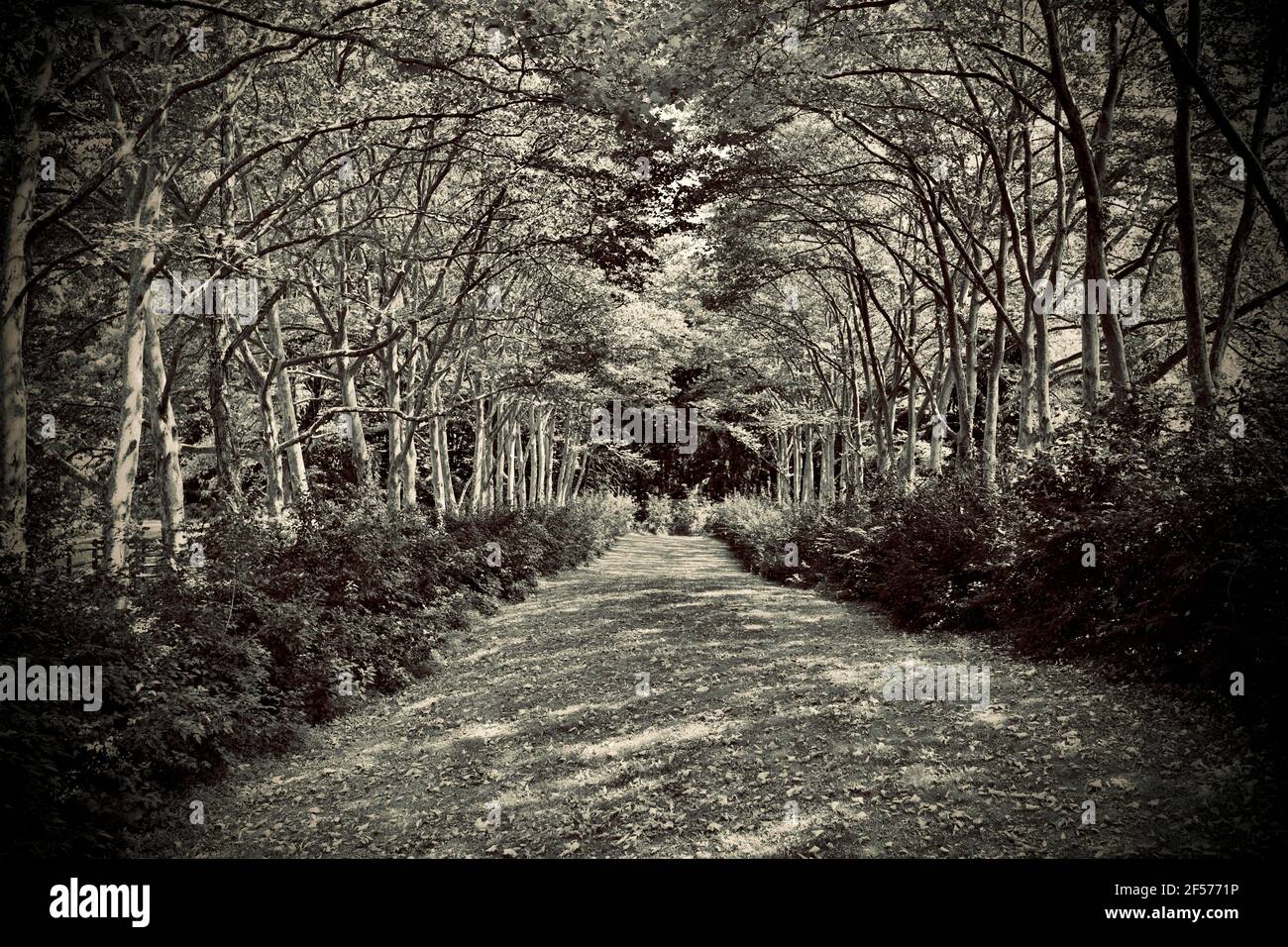 Sendero de césped cubierto de árboles, desvaneciendo la perspectiva en esta exuberante pasarela en los Jardines Greenwood en Short Hills, NJ, Estados Unidos Foto de stock
