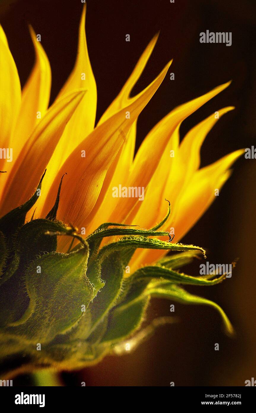 Portada de libro botanico fotografías e imágenes de alta resolución - Alamy