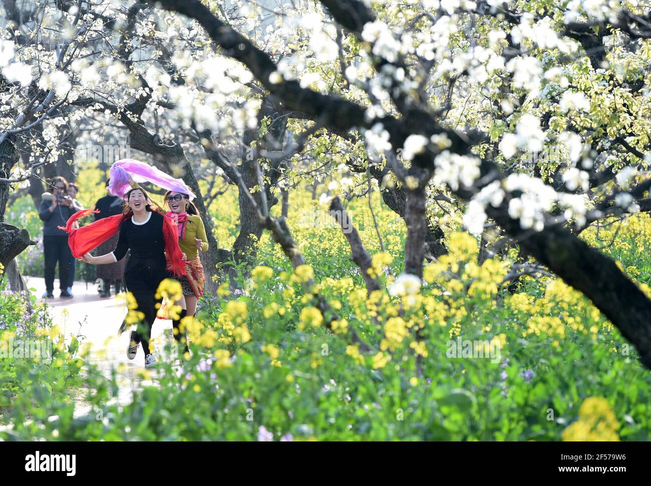 HUAI'AN, CHINA - 24 DE MARZO de 2021 - los turistas ven las flores de pera, colza y orquídeas de febrero en Huai 'an City, al este de China provincia de Jiangsu, 24 de marzo de 2021. (Foto de he Jinghua / Costfoto/Sipa USA) crédito: SIPA USA/Alamy Live News Foto de stock