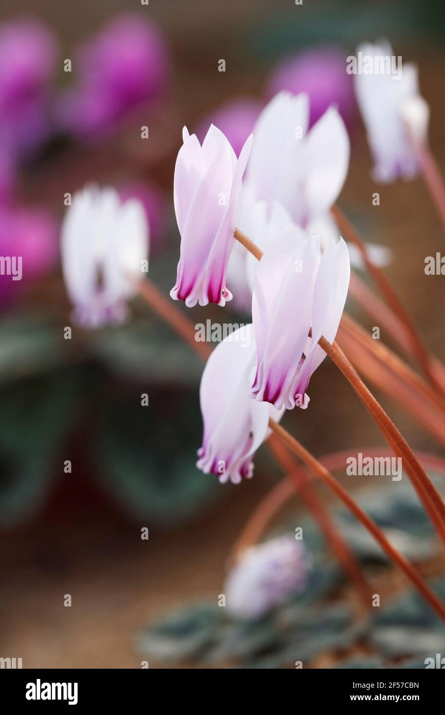 Cyclamen hederifolium var. confusum. Foto de stock