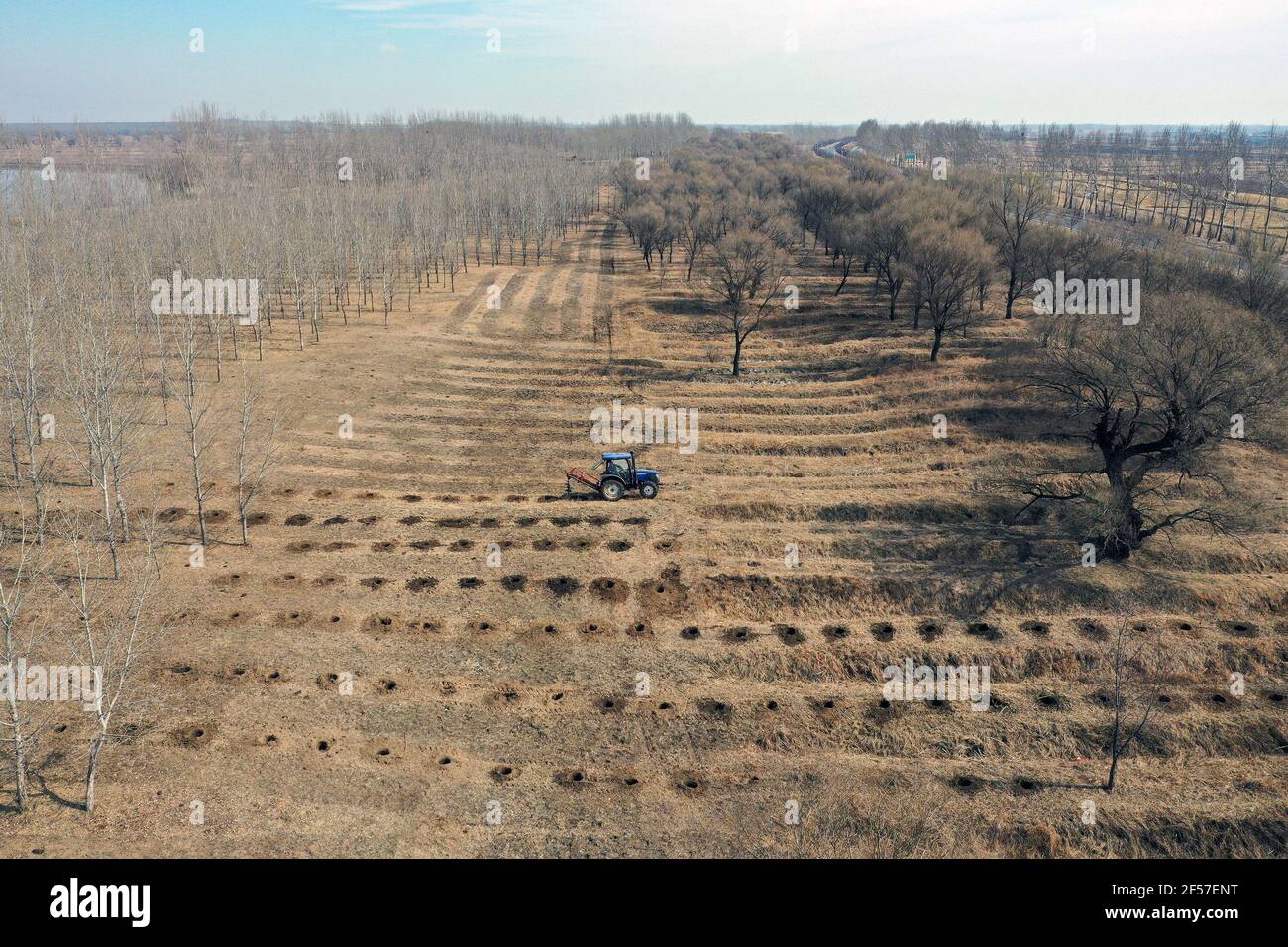 SHENYANG, CHINA - 24 DE MARZO de 2021 - Foto aérea una máquina de perforación de árboles se utiliza para perforar árboles. 24 de marzo de 2021, Shenyang, Provincia de Liaoning, China. (Foto de Ji Zhe / Costfoto/Sipa USA) Foto de stock