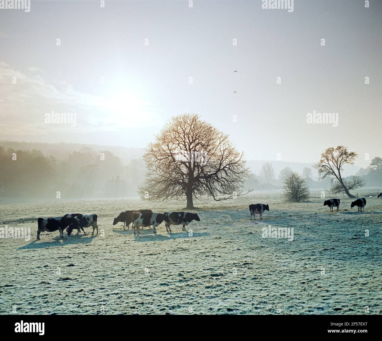 Inglaterra. Buckinghamshire. Paisaje con ganado. Foto de stock