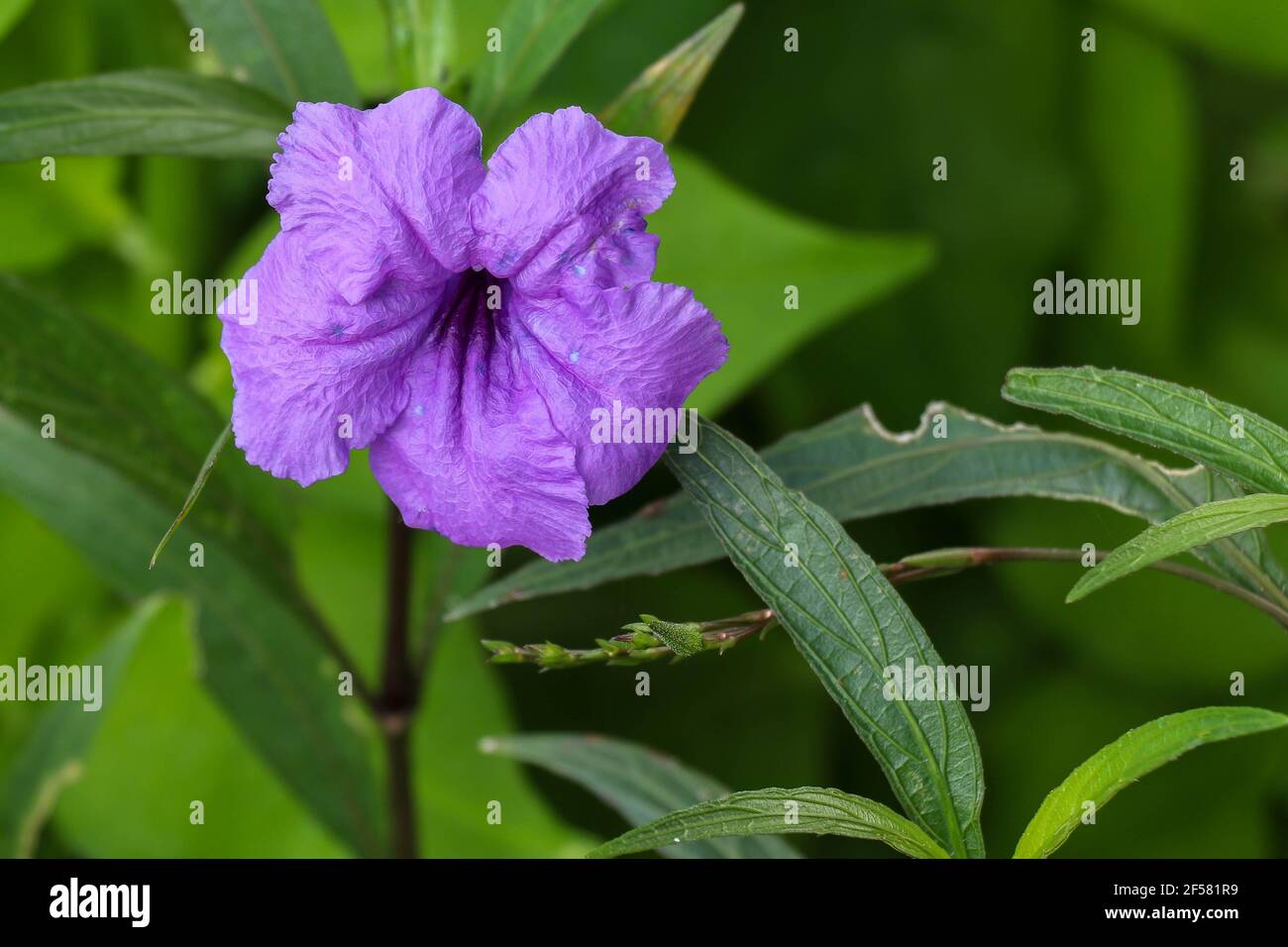 Primer plano hermosa petunia mexicana púrpura con enfoque selectivo. Macro  de petunias mexicanas ruellia simplex en flor Fotografía de stock - Alamy