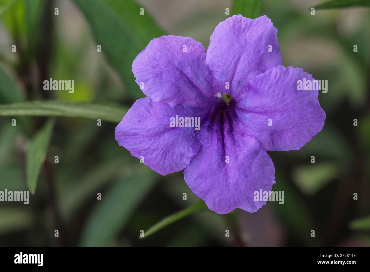 Primer plano hermosa petunia mexicana púrpura con enfoque selectivo. Macro de petunias mexicanas ruellia simplex en flor Fotografía de stock - Alamy Primer plano hermosa petunia mexicana púrpura con enfoque selectivo. Macro de petunias mexicanas ruellia simplex en flor Fotografía de stock - Alamy