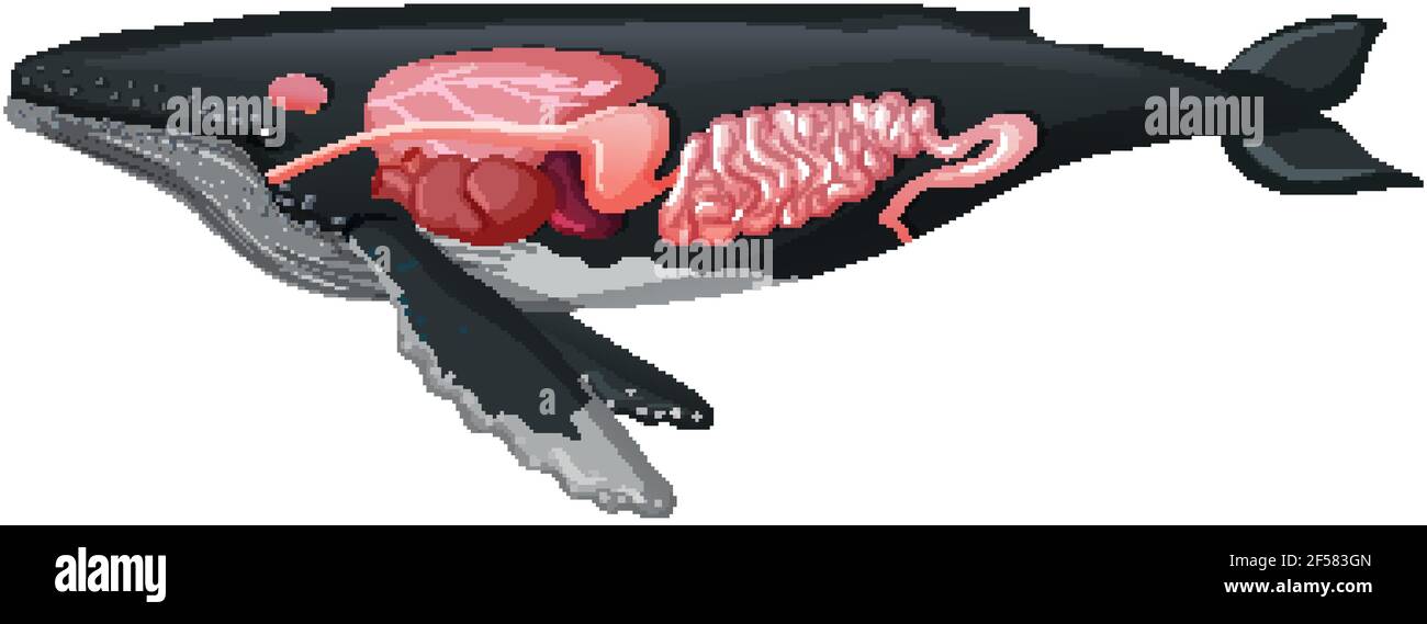Hígado de ballena fotografías e imágenes de alta resolución - Alamy