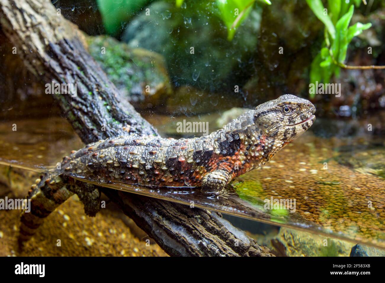 Distribución actual del lagarto cocodrilo chino (Shinisaurus