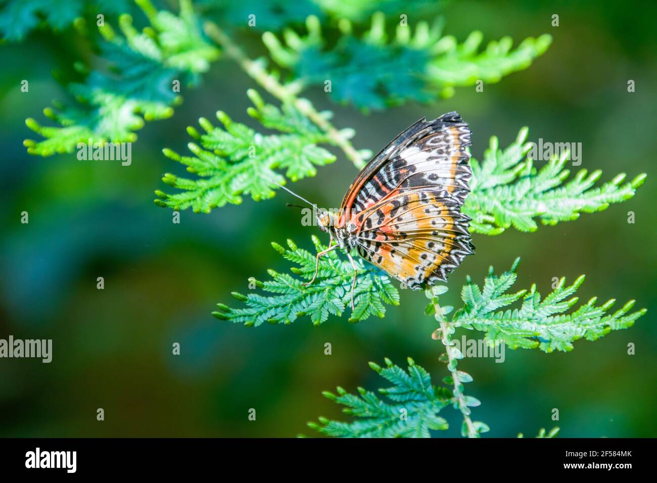 La hembra de leopardo (Cetosia cyane) es una especie de mariposa heliconina que se encuentra desde la India hasta el sur de China e Indochina. Foto de stock