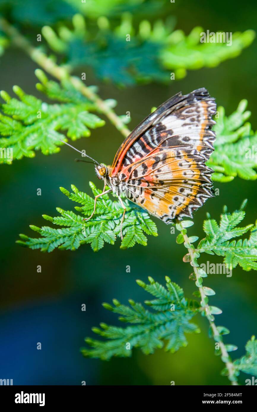 La hembra de leopardo (Cetosia cyane) es una especie de mariposa heliconina que se encuentra desde la India hasta el sur de China e Indochina. Foto de stock