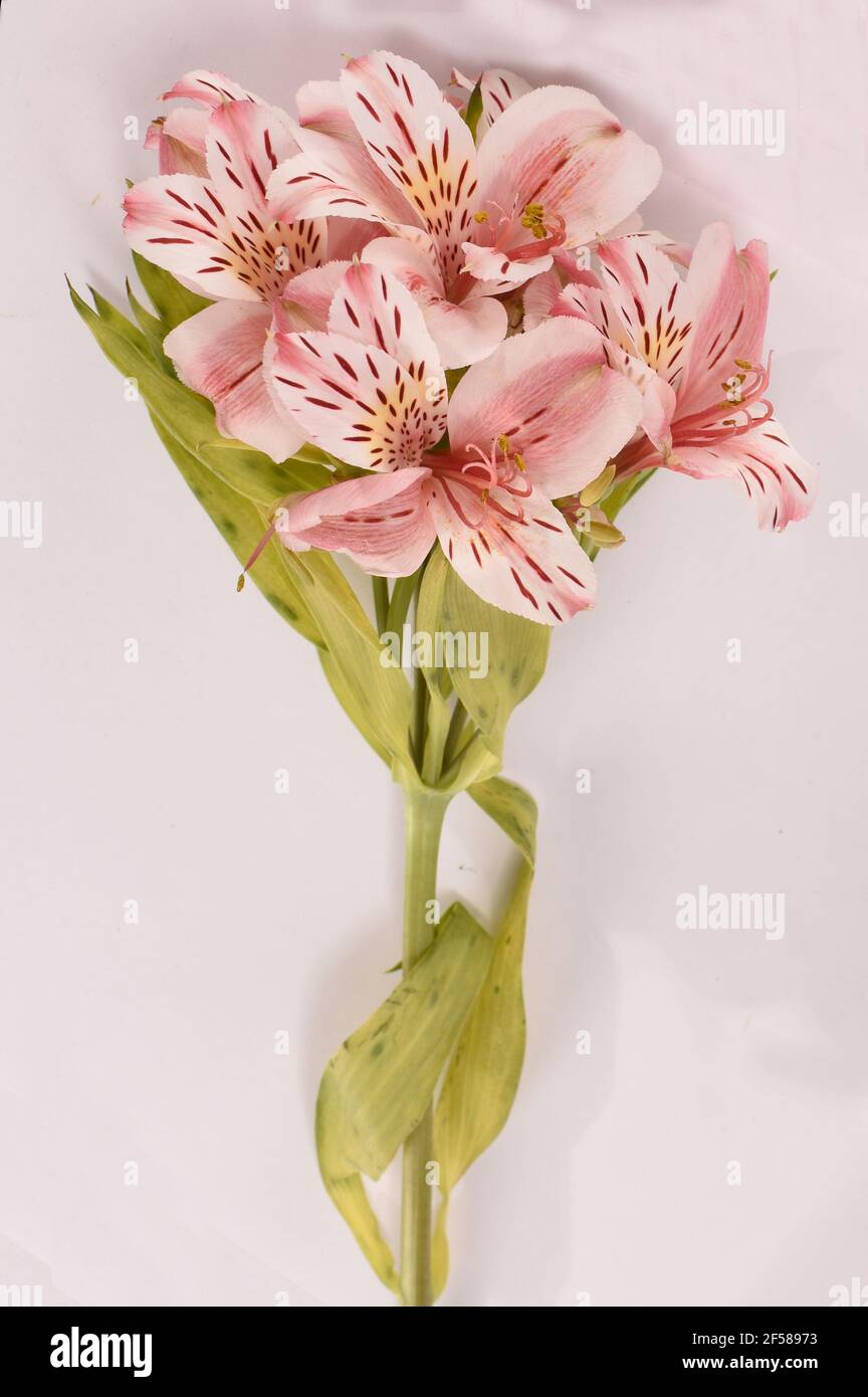 Astromelias. Primer plano de flores rosadas Fotografía de stock - Alamy