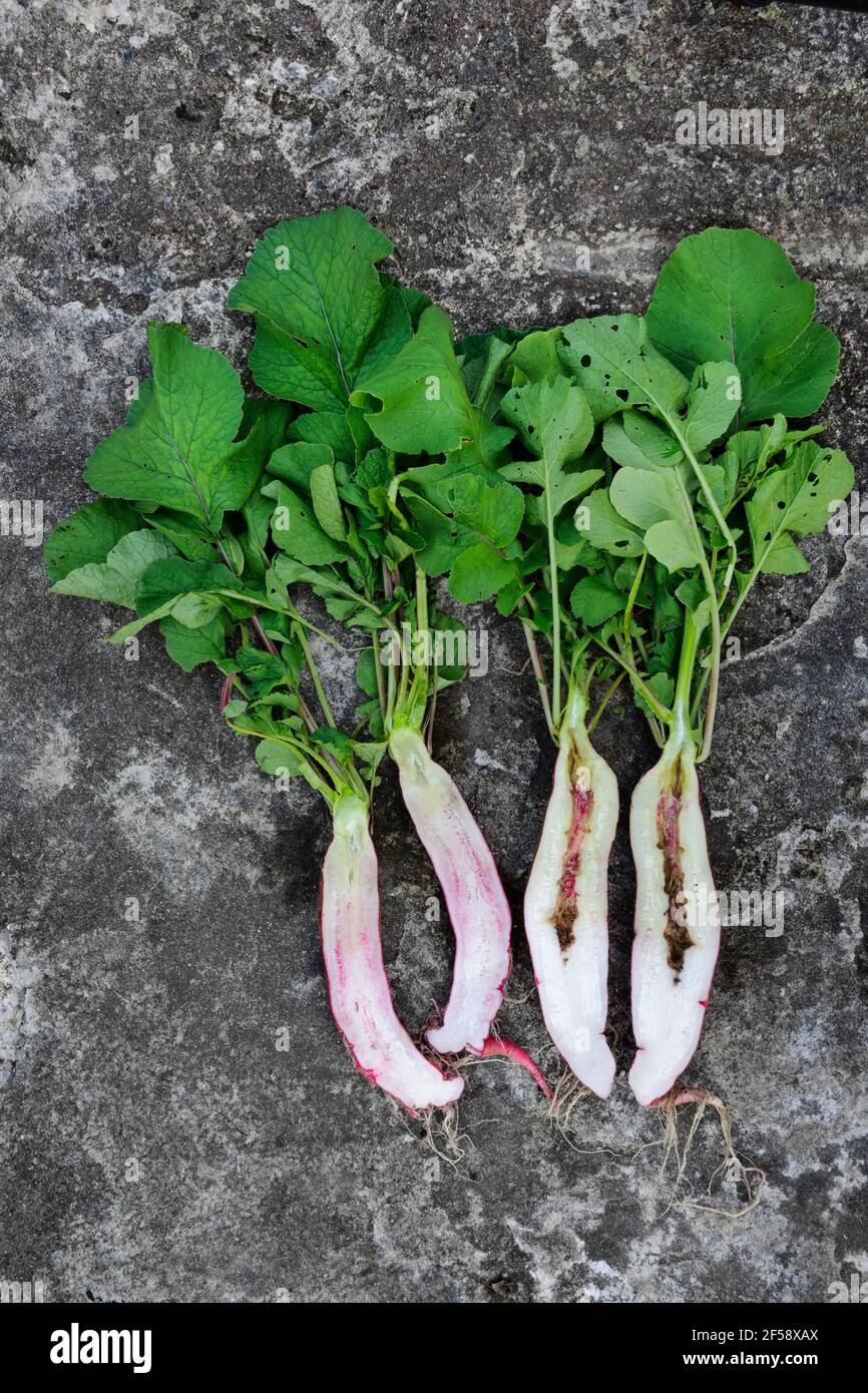 Plantas rábano con puntas de raíz retorcidas causadas por ser dejadas en ollas demasiado tiempo antes de trasplantar, y raíz hueca causada por no recoger lo suficientemente pronto. Foto de stock