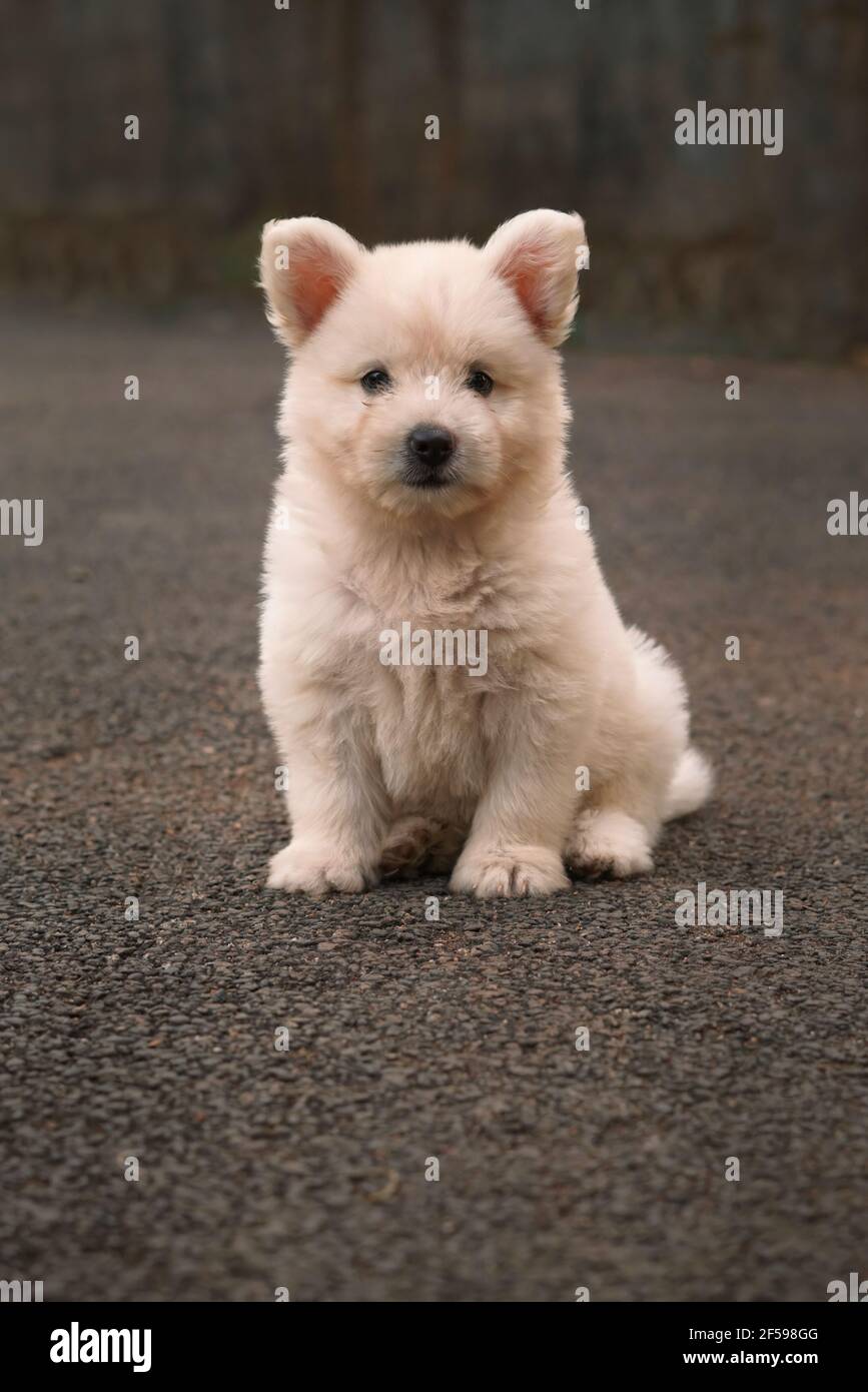 El cachorro japonés Spitz es de raza pequeña a mediana De perro del tipo  Spitz Fotografía de stock - Alamy