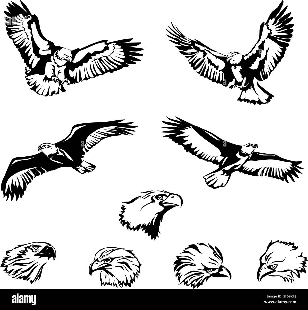 águila, águila, pájaro, alas, plumas, pluma, mosca, vuelo, vuelo, cabeza, ojos, ojos, pico, alas, cola, depredador, salvaje, ojos, vector, vector, gráfico Ilustración del Vector