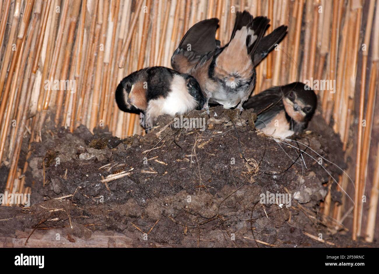 Joven Barn golondrinas, Hirundo rustica, en nido en el granero de granja bajo un techo de paja, uno de ellos poops sobre el borde del nido, los otros se ven Foto de stock